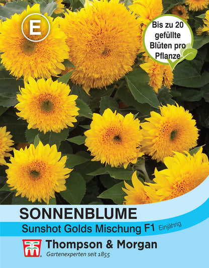  Sonnenblume Sunshot Golds Mischung F1 Hybride