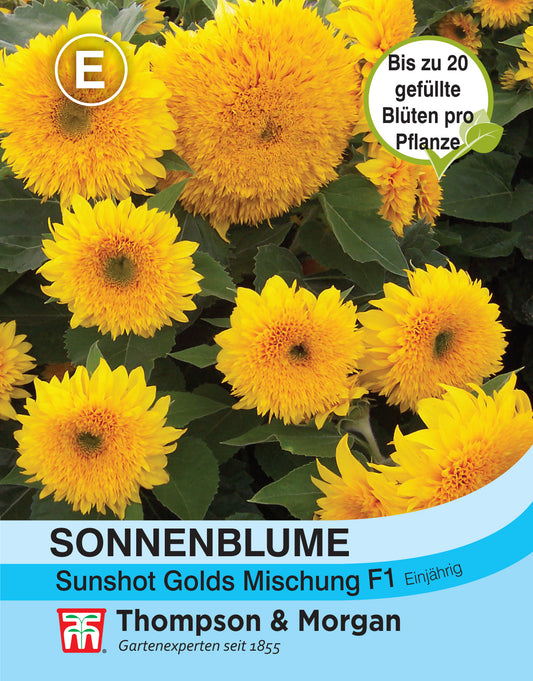  Sonnenblume Sunshot Golds Mischung F1 Hybride