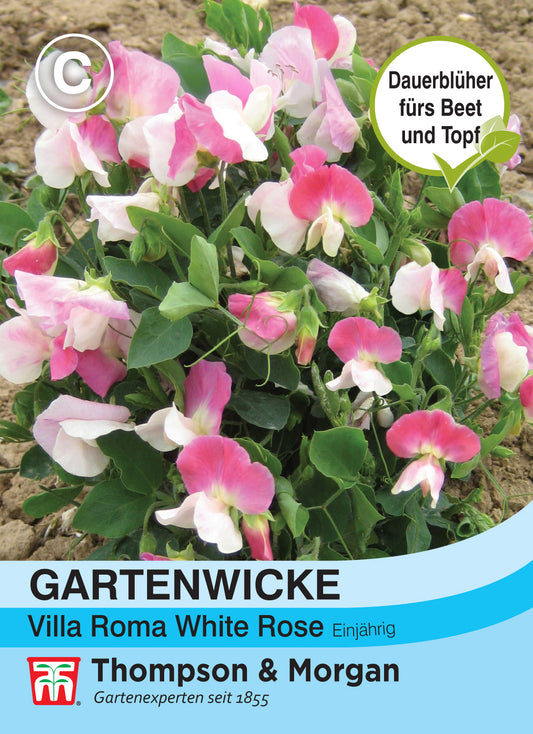  Gartenwicke Villa Roma White Rose [MHD 12/2025]