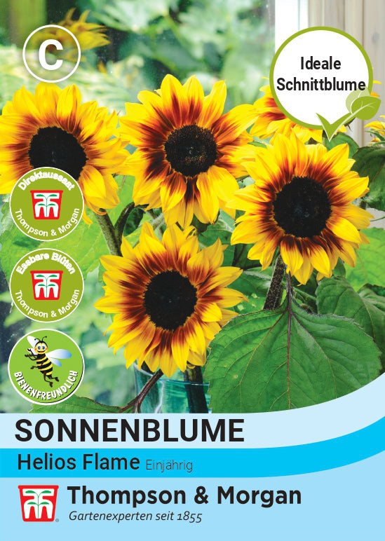  Sonnenblume Helios Flame F1 Hybride