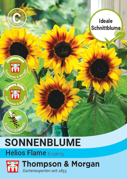  Sonnenblume Helios Flame F1 Hybride