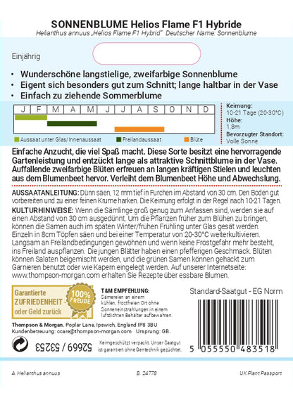  Sonnenblume Helios Flame F1 Hybride