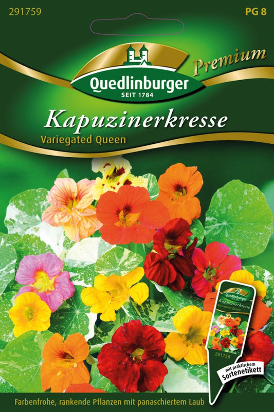  Kapuzinerkresse Variegated Que