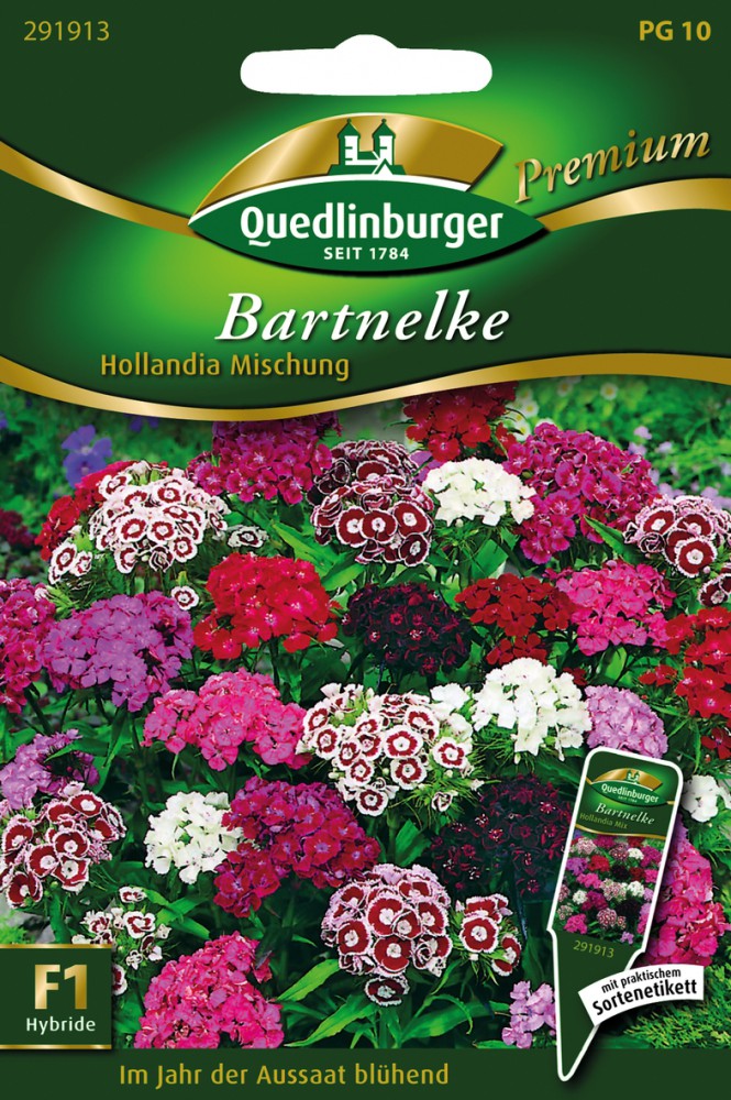  Bartnelken Hollandia Mischung