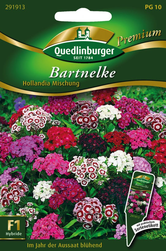  Bartnelken Hollandia Mischung