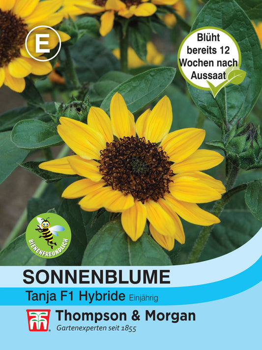  Sonnenblume Tanja F1-Hybride [MHD 12/2025]
