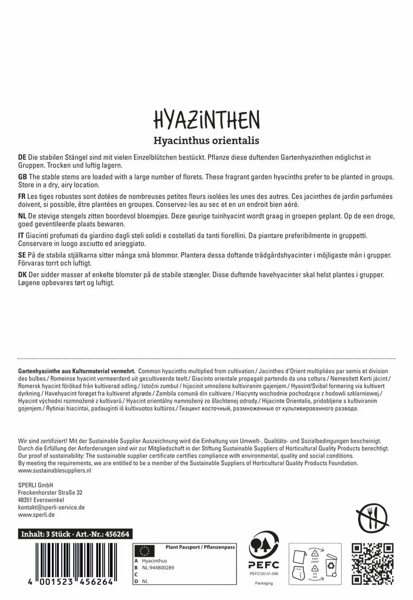  Hyazinthe Gipsy Princess (3 Stück)