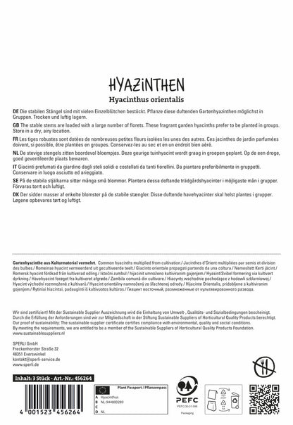  Hyazinthe Gipsy Princess (3 Stück)