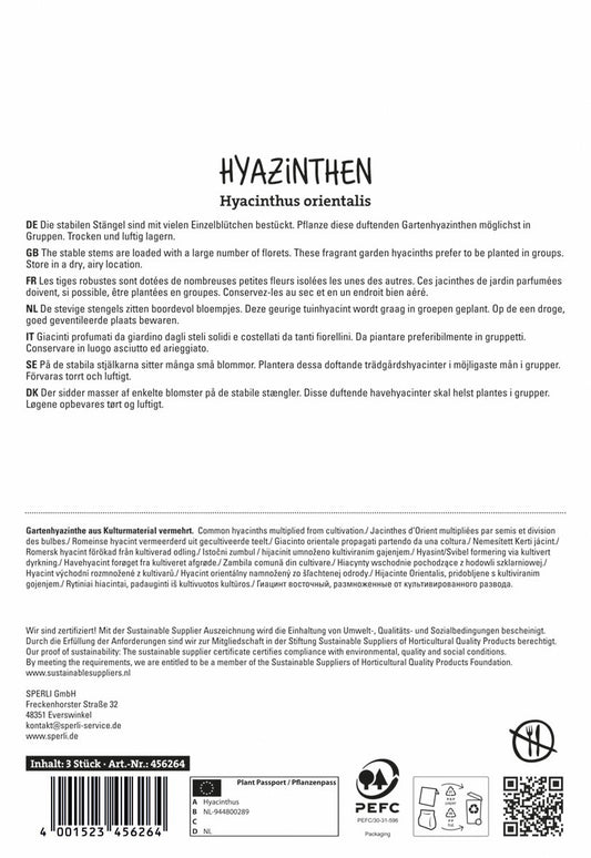  Hyazinthe Gipsy Princess (3 Stück)