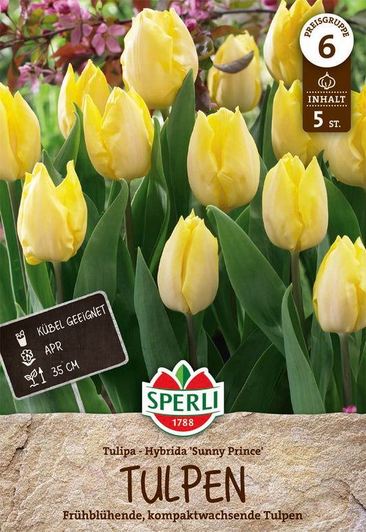  Einfache Frühe Tulpe Sunny Prince (5 Stück)