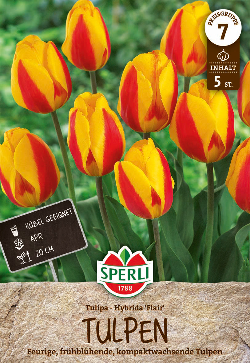  Einfache Frühe Tulpe Flair (5 Stück)