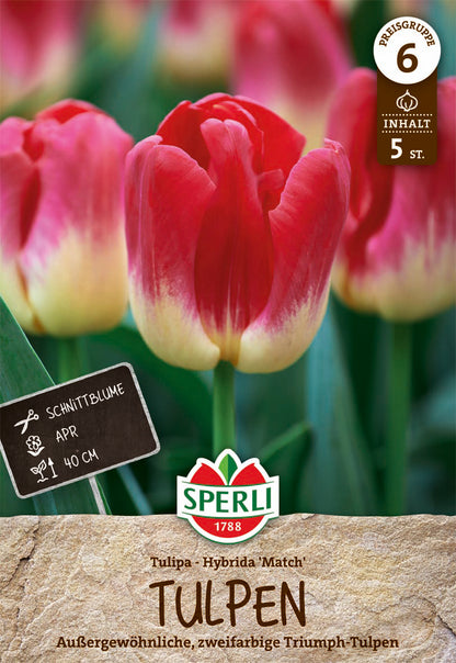  Triumph-Tulpe Match (5 Stück)