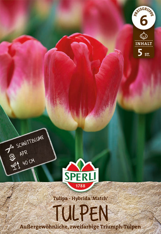  Triumph-Tulpe Match (5 Stück)