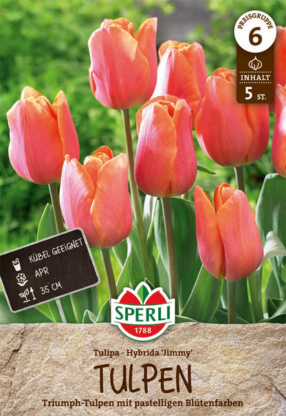  Tulpe Jimmy (5 Stück)