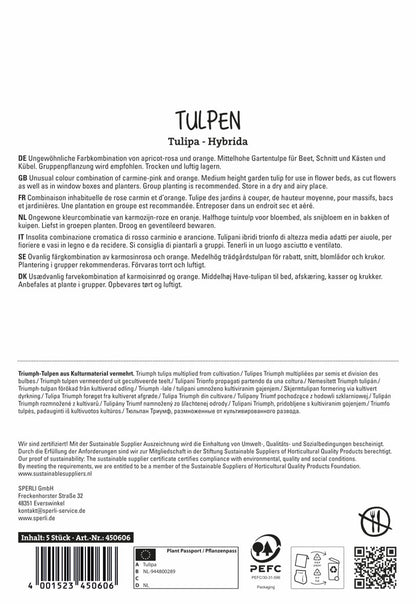  Tulpe Jimmy (5 Stück)