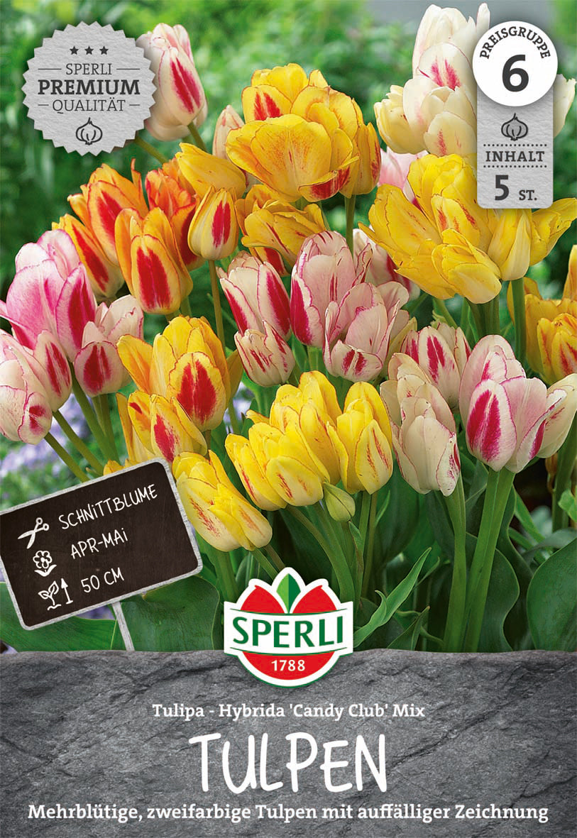  Tulpe Candy Club Mix (5 Stück)