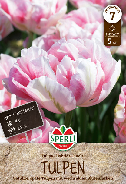  Tulpe Finola (5 Stück)