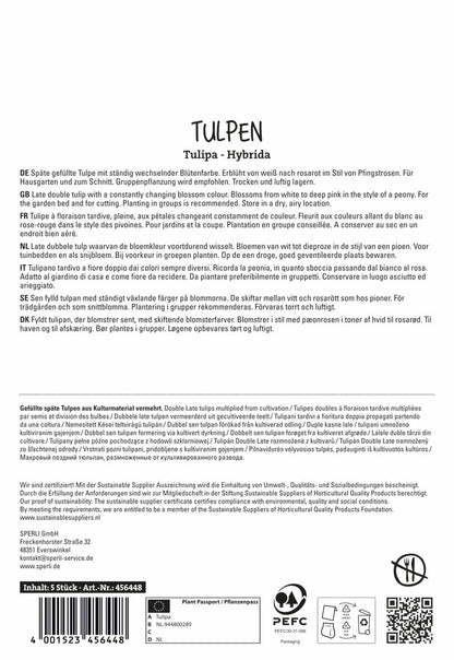  Tulpe Finola (5 Stück)