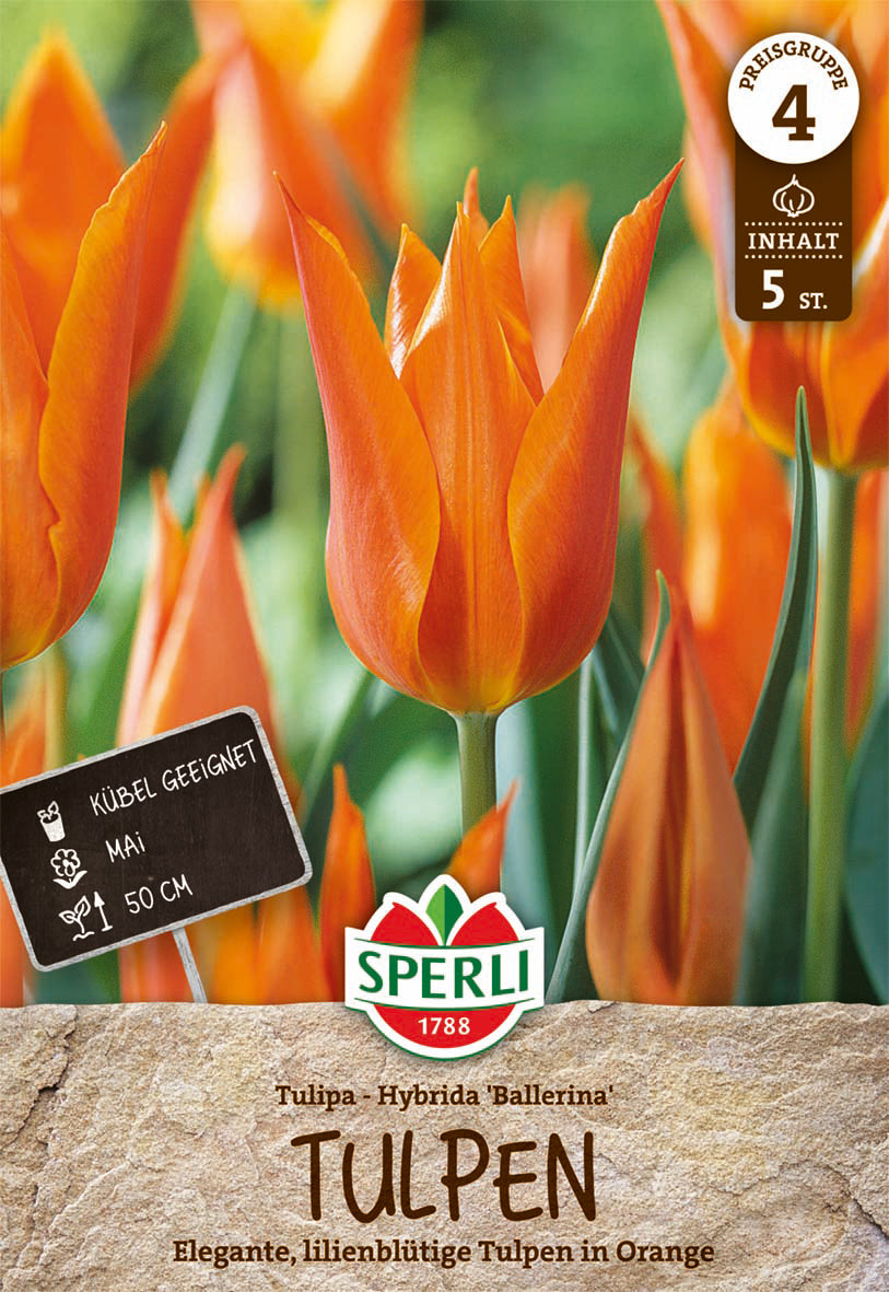  Tulpe Ballerina (5 Stück)