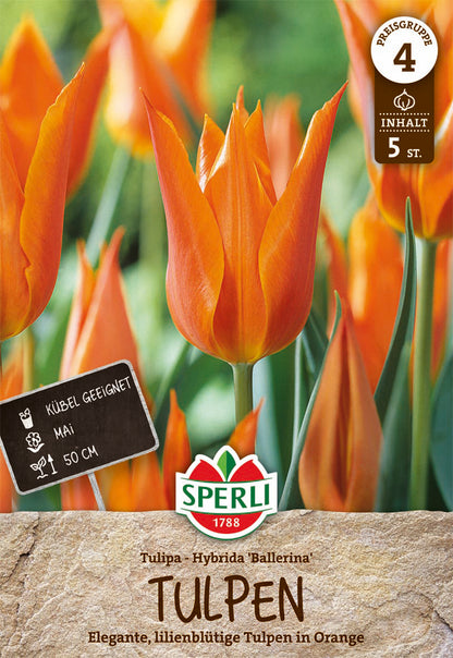  Tulpe Ballerina (5 Stück)
