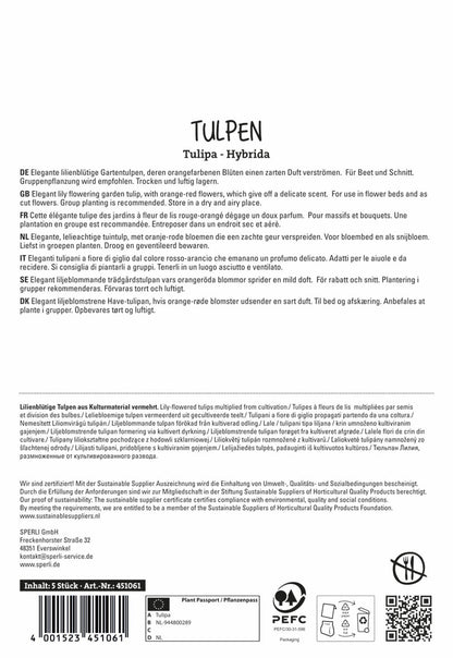  Tulpe Ballerina (5 Stück)