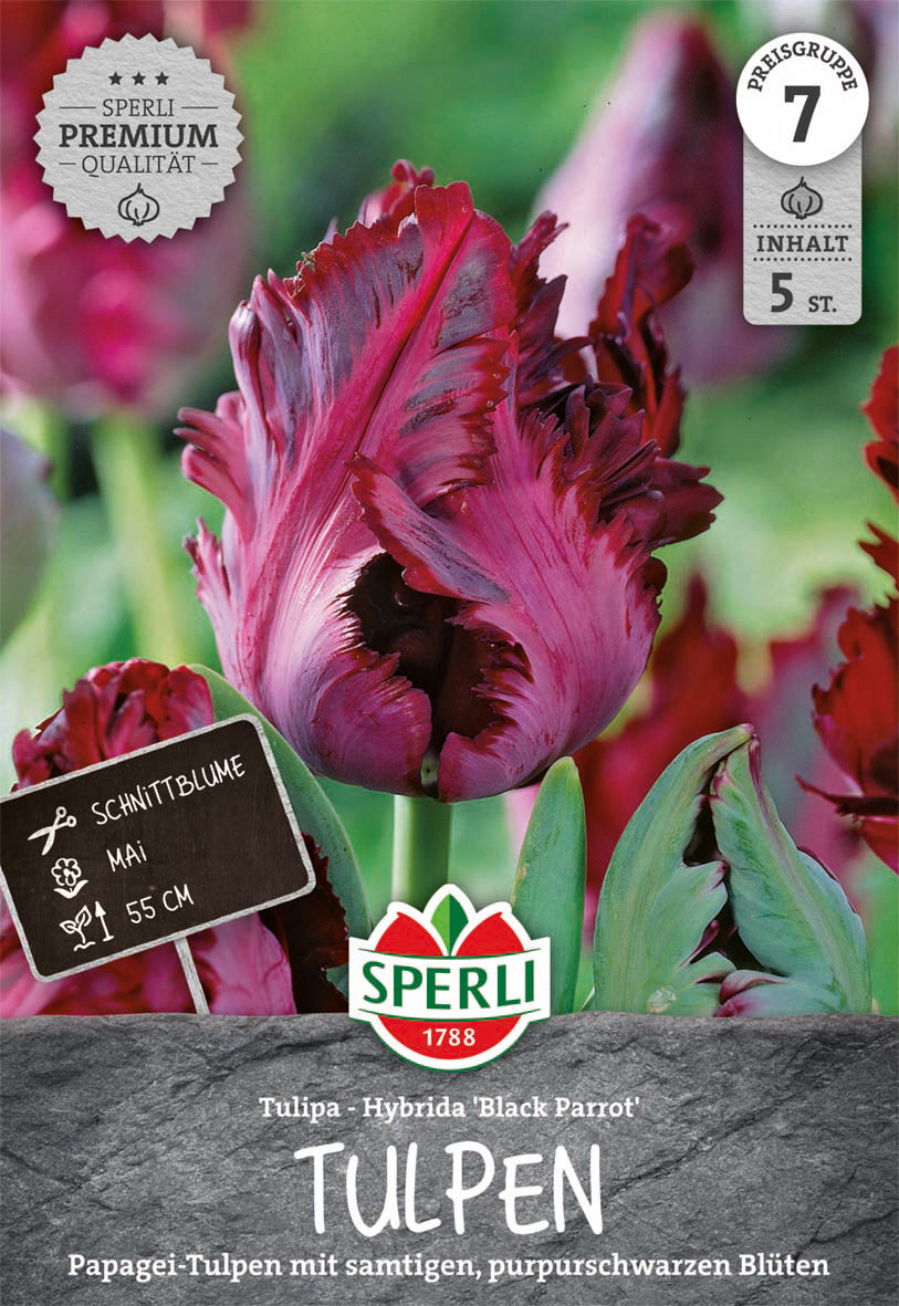  Papagei-Tulpe Black Parrot (5 Stück)
