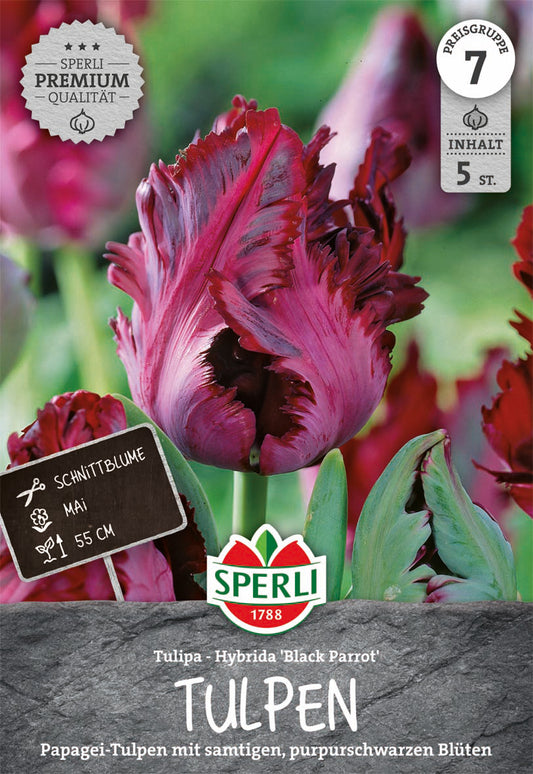 Papagei-Tulpe Black Parrot (5 Stück)