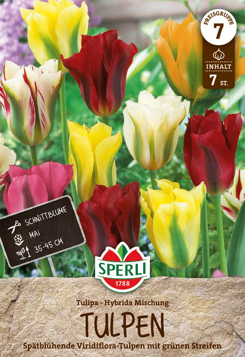  Tulpe Viridiflora Mischung (7 Stück)