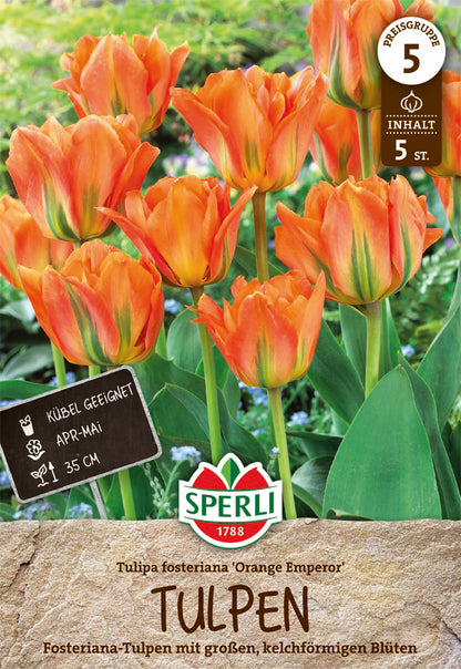  Fosteriana-Tulpe Orange Emperor (5 Stück)