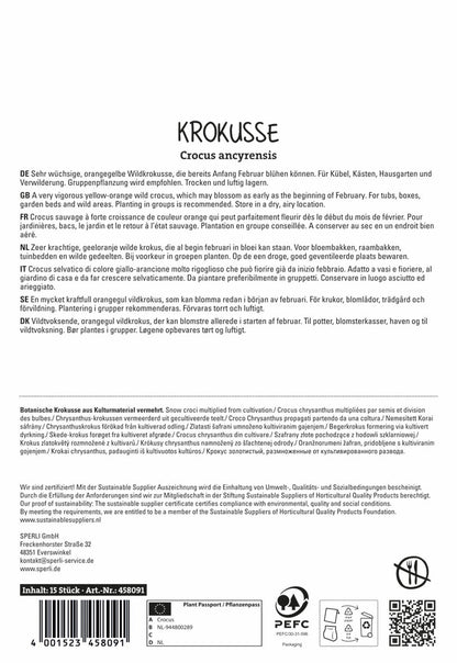  Krokus Golden Bunch (15 Stück)