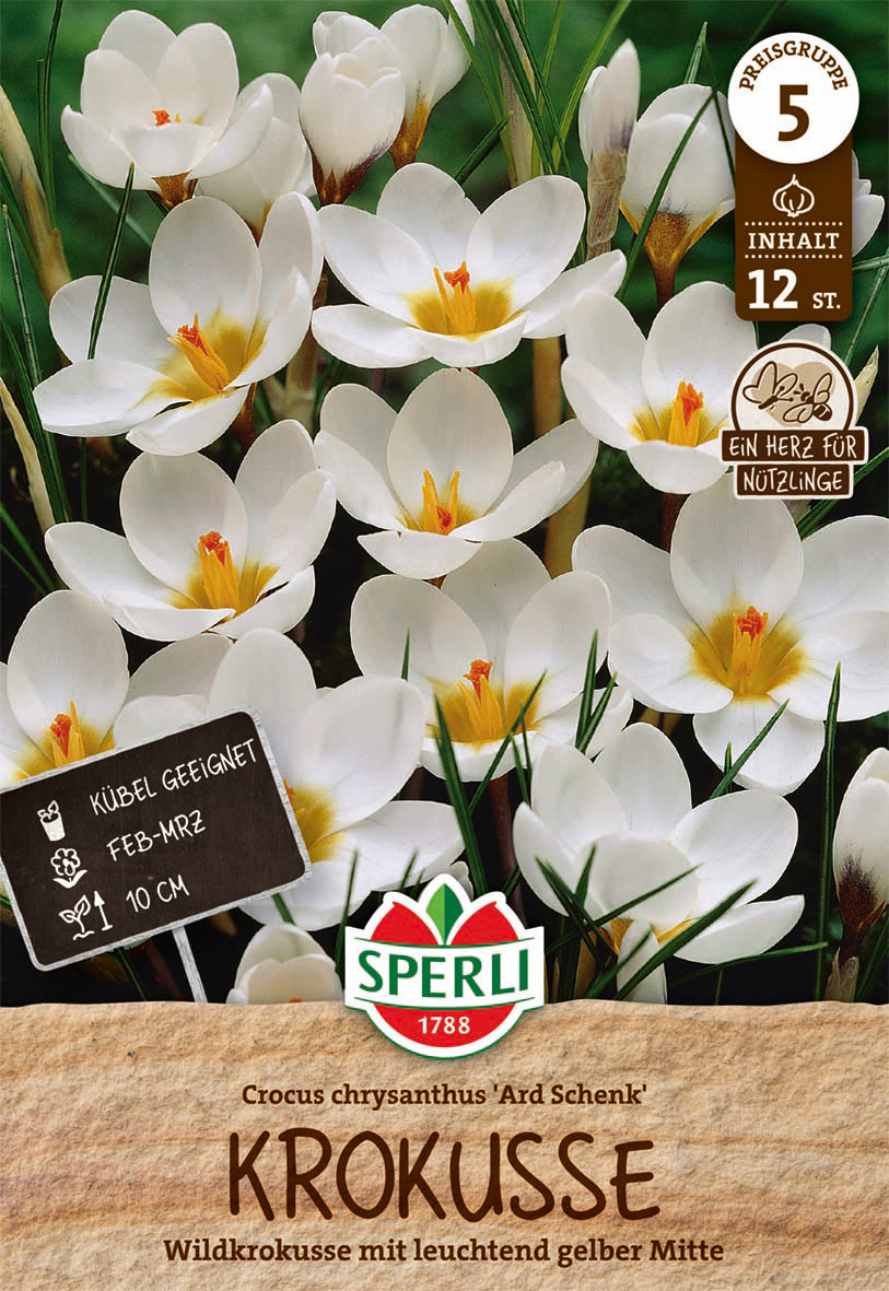  Krokus Ard Schenk (12 Stück)