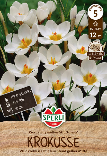  Krokus Ard Schenk (12 Stück)