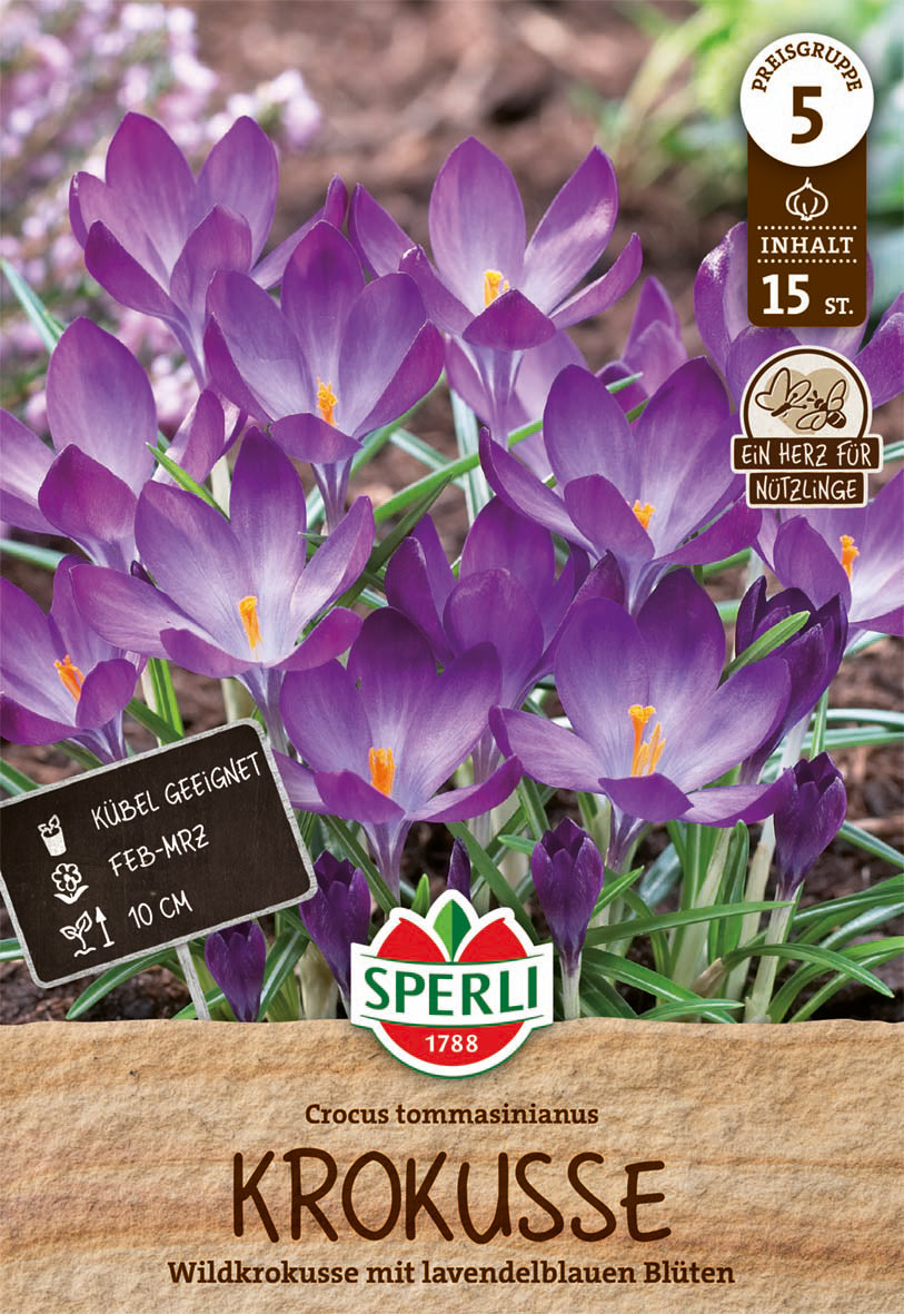  Krokus C. Tommasinianus (15 Stück)