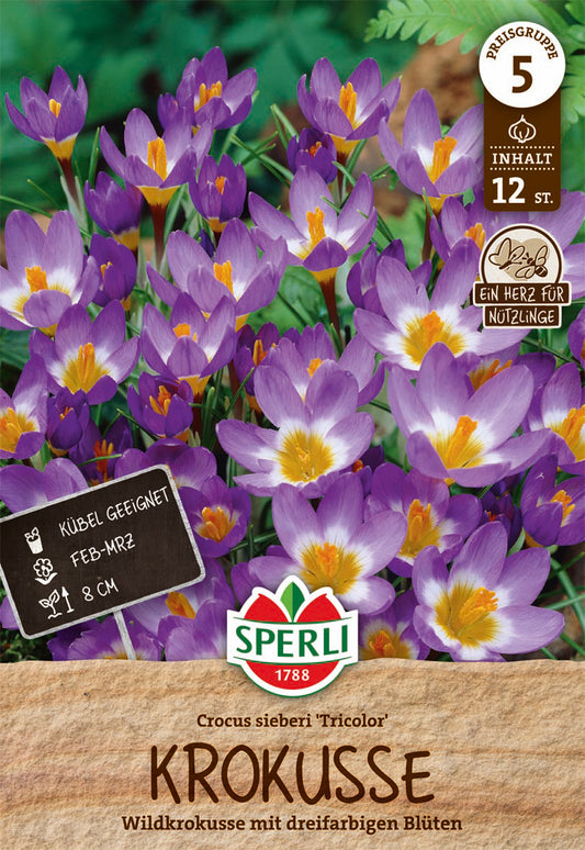  Wildkrokus Tricolor (12 Stück)