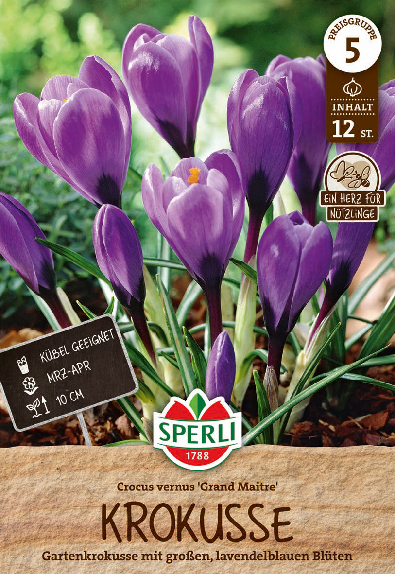  Krokus Grand Maitre (12 Stück)