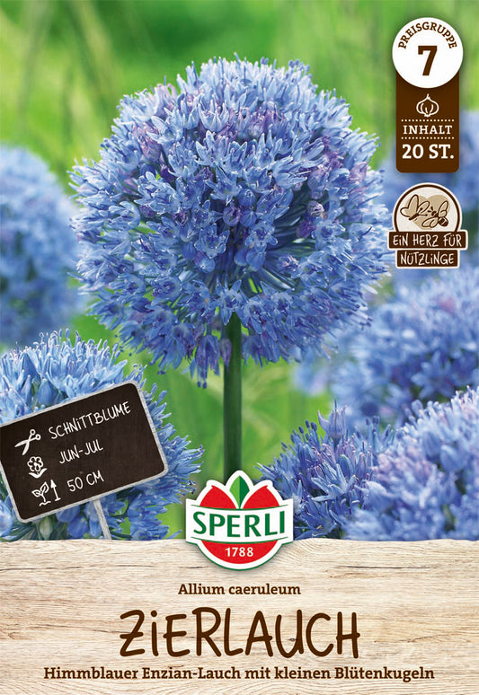  Zierlauch Blau (20 Stück)