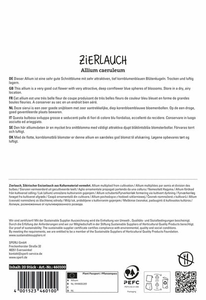  Zierlauch Blau (20 Stück)