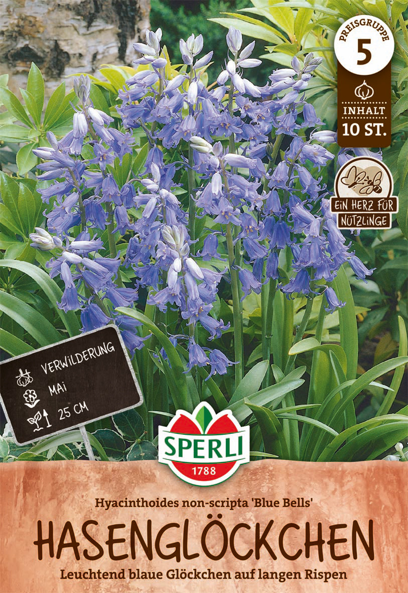  Waldhyazinthe Blue Bells (10 Stück)