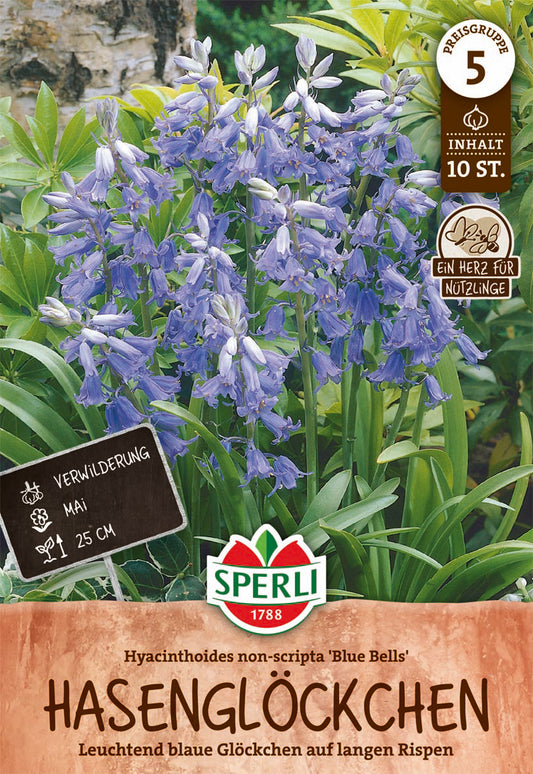 Waldhyazinthe Blue Bells (10 Stück)