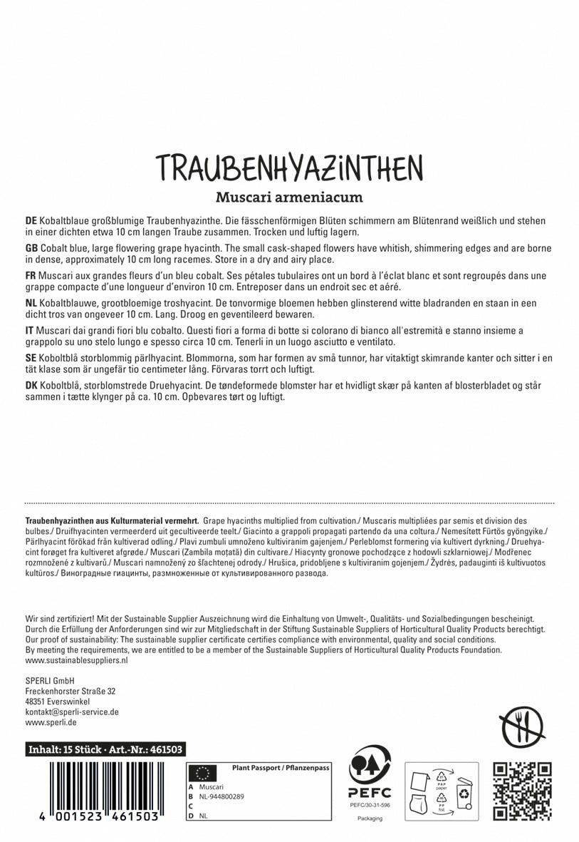  Armenische Traubenhyazinthe (15 Stück)