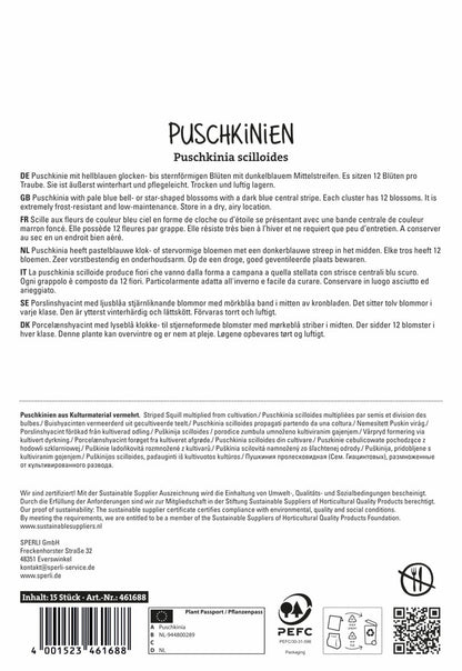  Puschkinie (15 Stück)