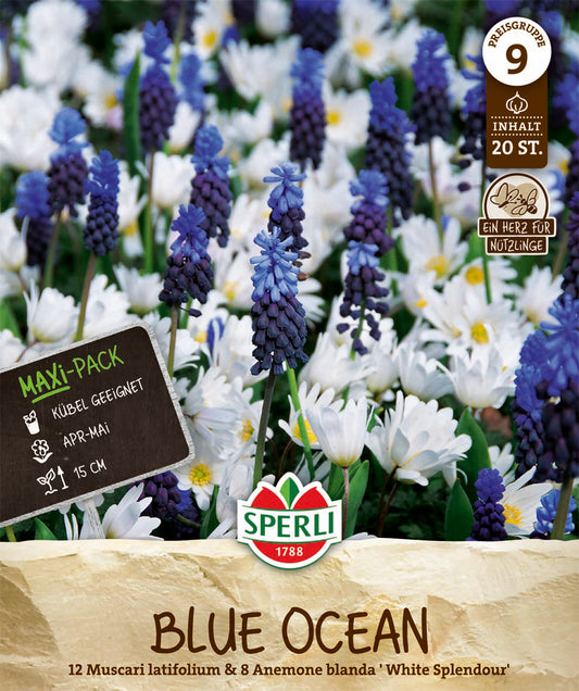  Maxi Blue Ocean Mischung (20 Stück)