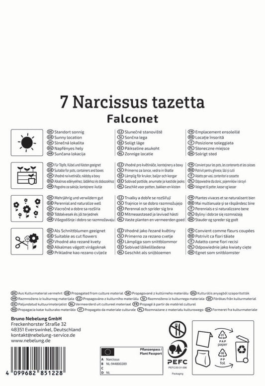  Tazetten-Narzisse Falconet (7 Stück)