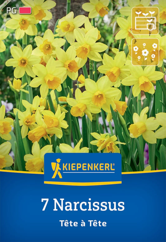  Alpenveilchen-Narzisse Tête à Tête (7 Stück)