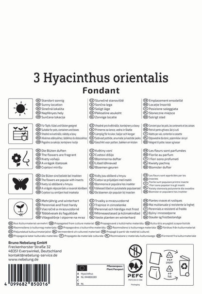  Hyazinthe Fondant (3 Stück)