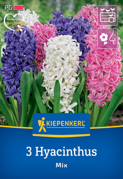  Hyazinthen Mischung (3 Stück)