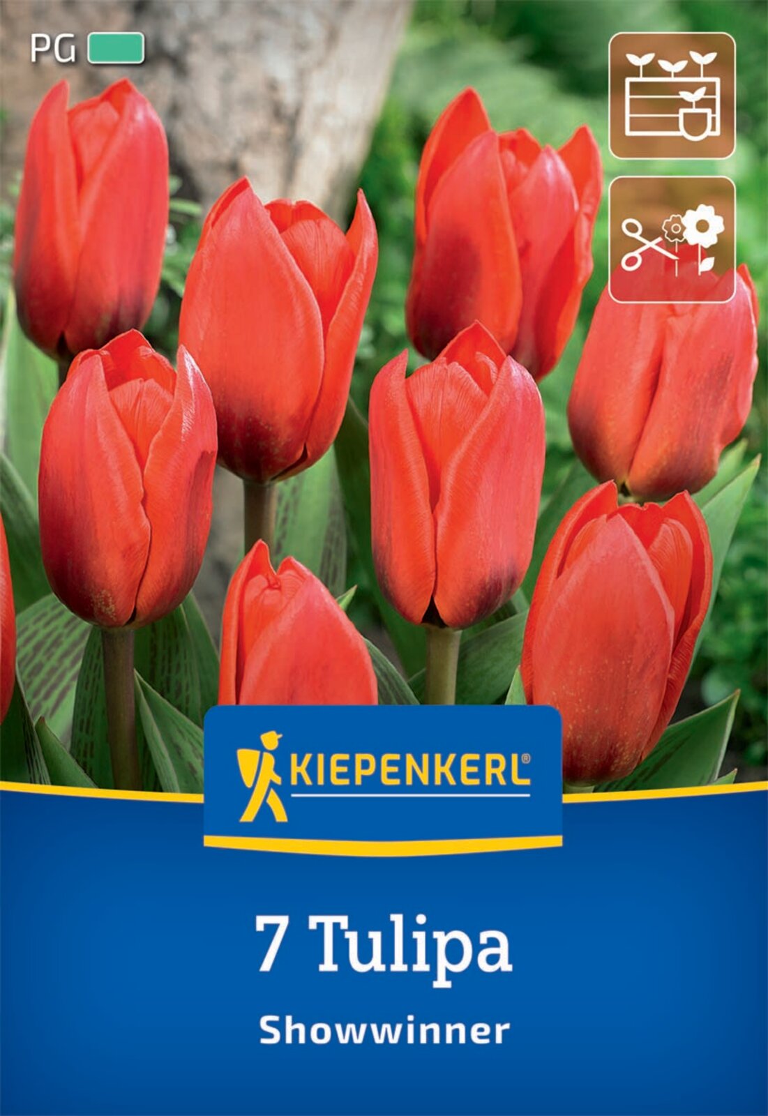  Kaufmanniana-Tulpe Showwinner (7 Stück)