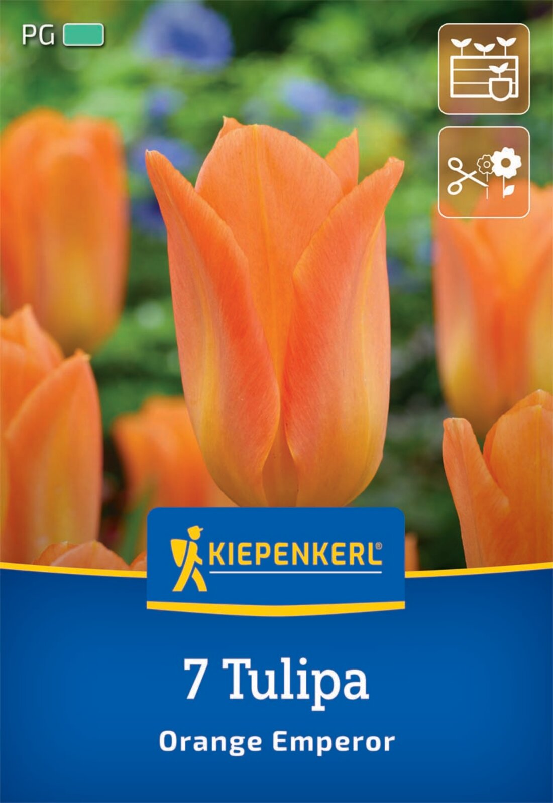 Fosteriana-Tulpe Orange Emperor (7 Stück)
