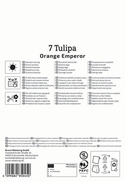  Fosteriana-Tulpe Orange Emperor (7 Stück)