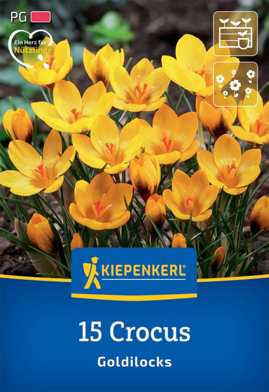  Botanischer Krokus Goldilocks (15 Stück)